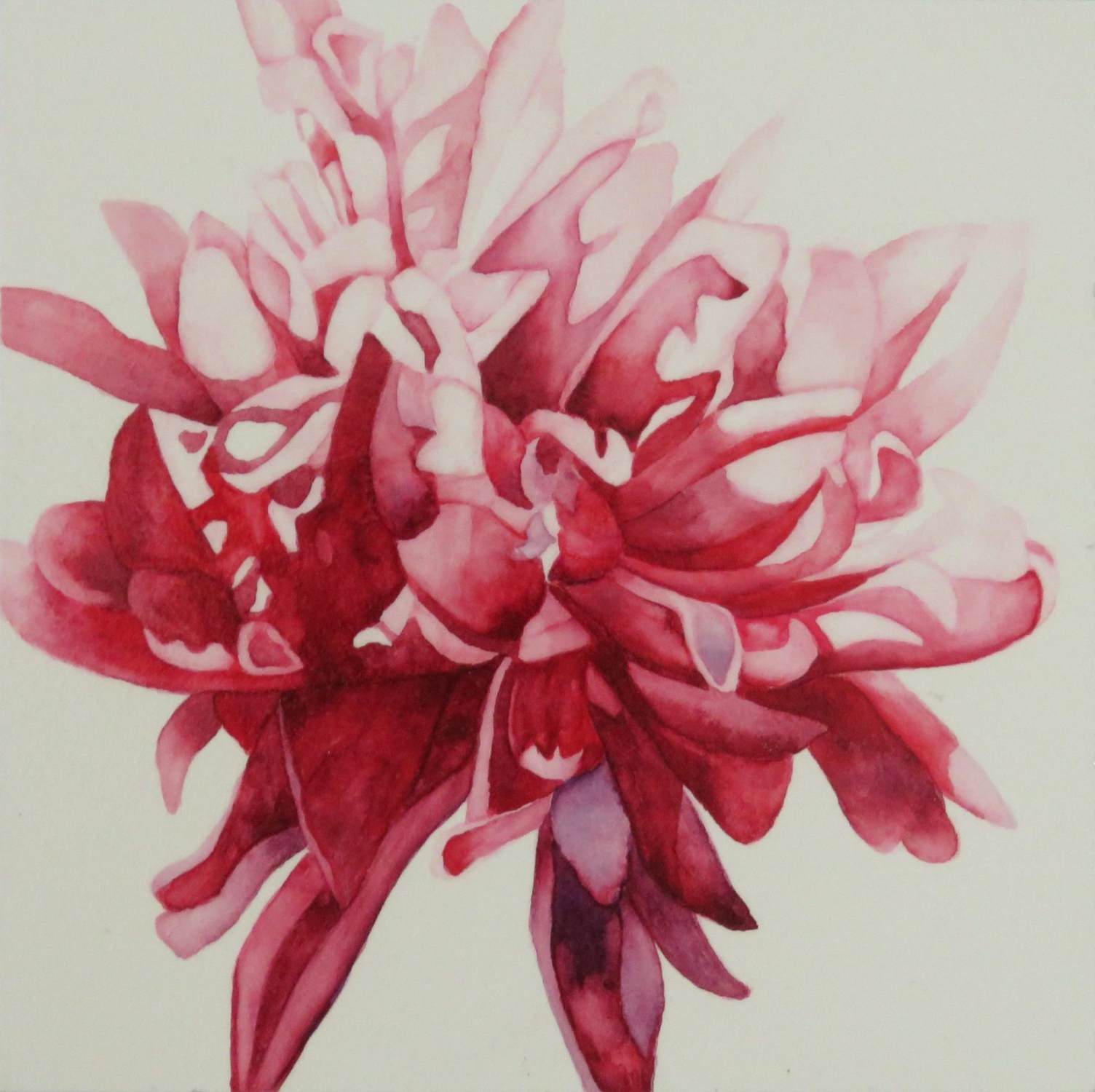 catherine-macaulay-peony-splash-floral-watercolour-contemporary-flower-painting-online-gallery