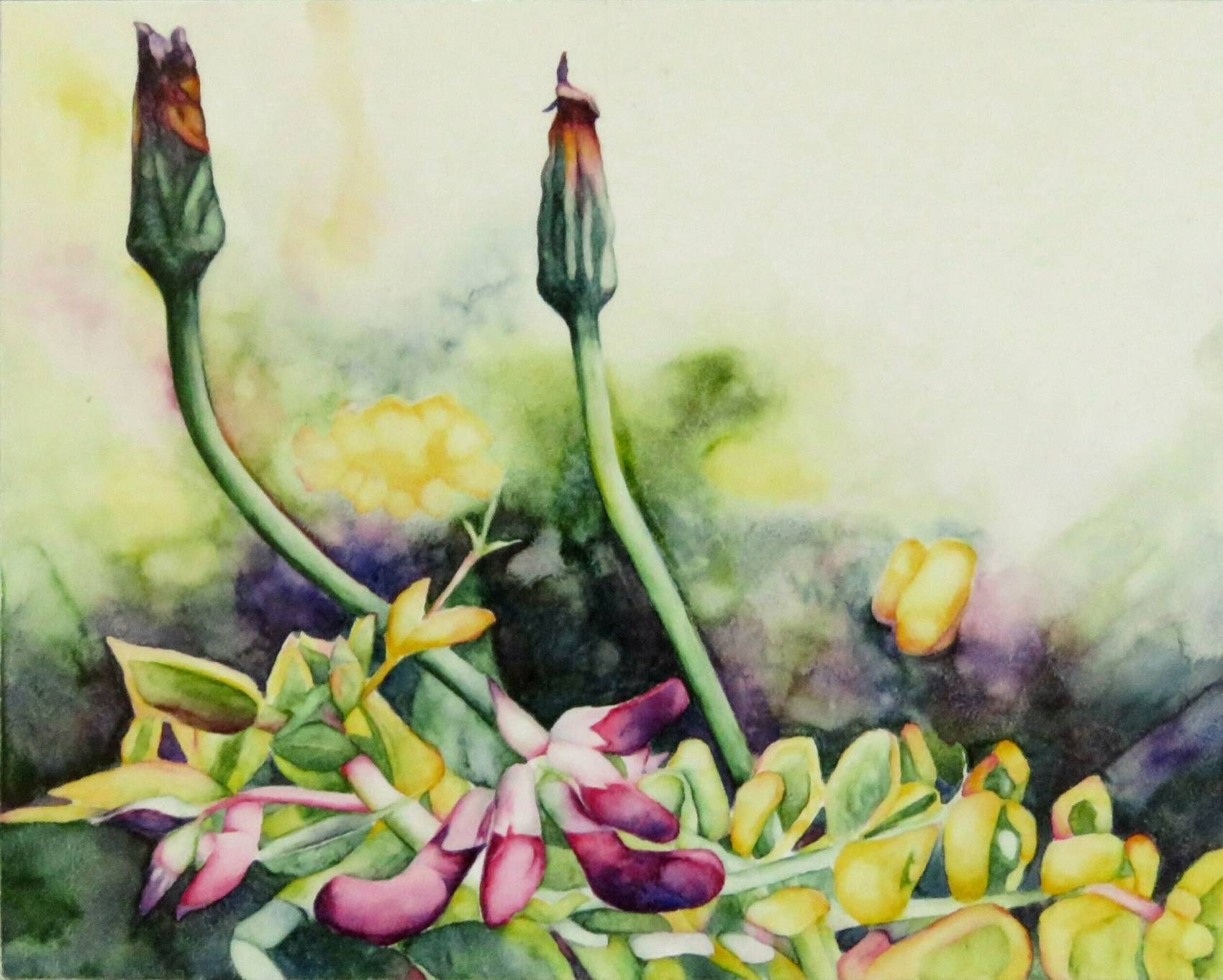 catherine-macaulay-beach-peas-floral-watercolour-contemporary-flower-painting-online-gallery