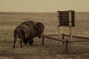 john-penner-buffalo-saskatchewan-landscape-photography-salt-print-online-gallery