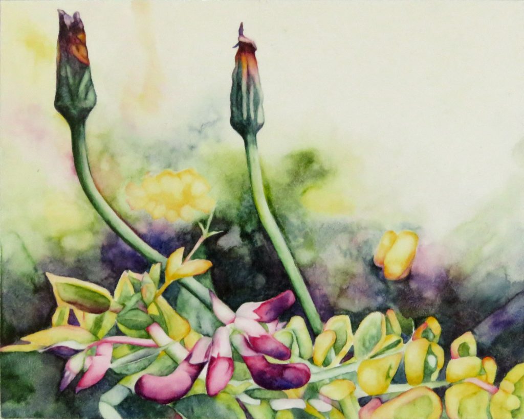 catherine-macaulay-watercolour-painting-wildflower-art