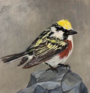 betsy-rosenwald-chestnut-sided-warbler-bird-painting-climate-change-art-online-gallery