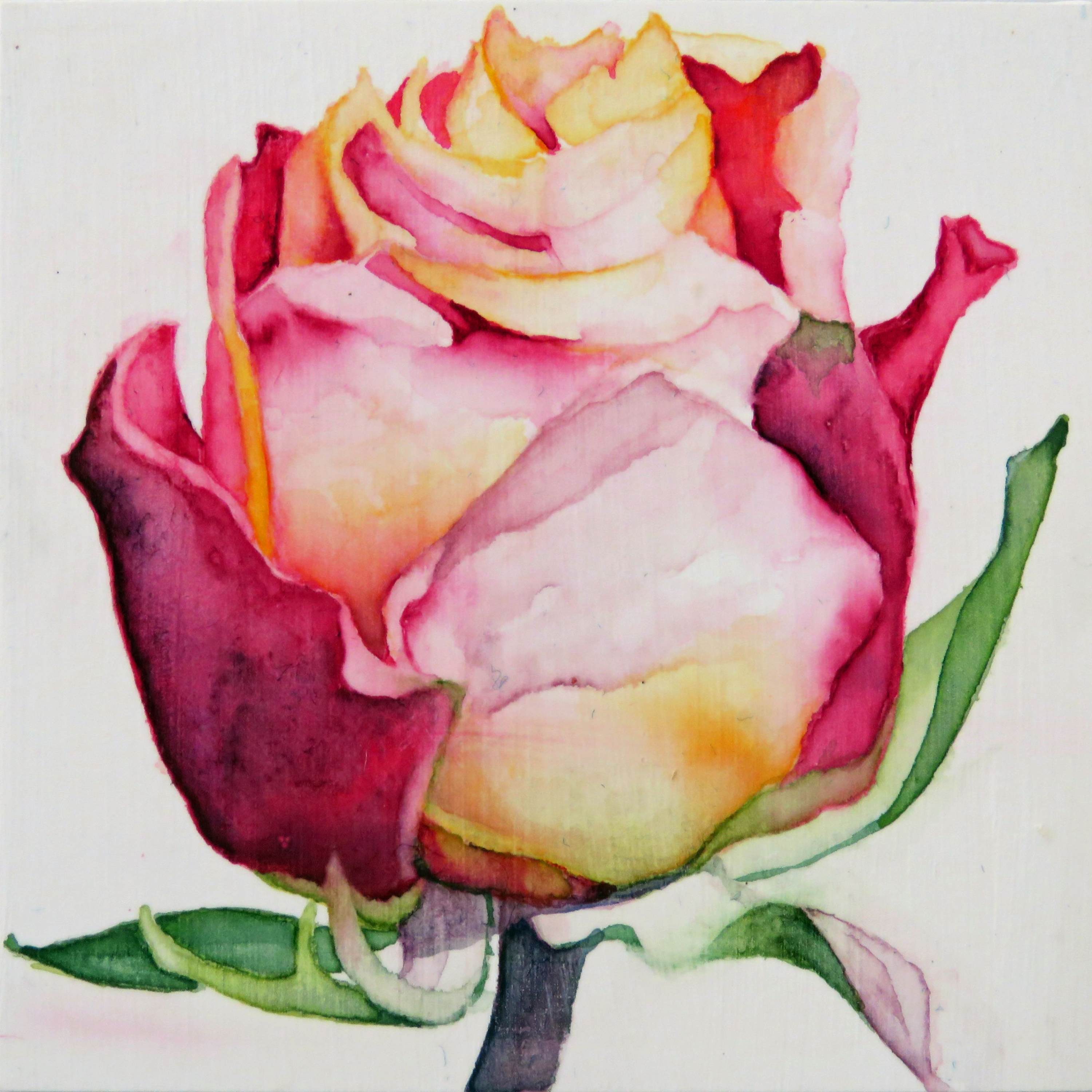 catherine-macaulay-solo-rose-1-watercolor-rose-flower-art-online-gallery