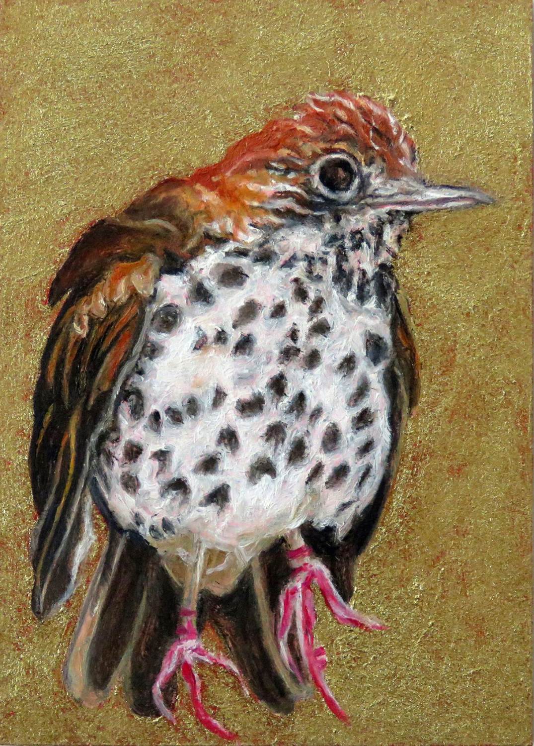 laureen-marchand-small-wonders-curious-thrush-bird-painting-climate-change-art-online-gallery-cropped